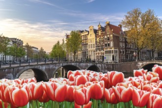 Amsterdam Netherlands, city skyline Dutch house at canal waterfront with spring tulip flower