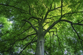 View into the canopy of a leafy deciduous tree