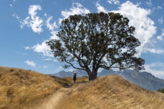 A hiker hiking on a hill passing a big tree, a scenic sky above her
