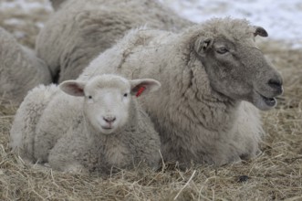 A sheep and a lamb lie next to each other in the straw on snow-covered ground, sheep, borken,