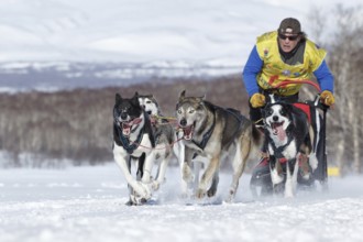 PETROPAVLOVSK, KAMCHATKA PENINSULA, RUSSIA, FEB 25, 2017: Running sled dog team Kamchatka musher