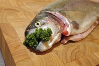 Fresh salmon trout