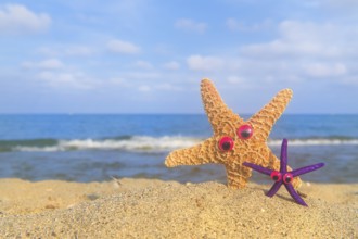 Funny star fishes with eyes at the beach with the sea in the background