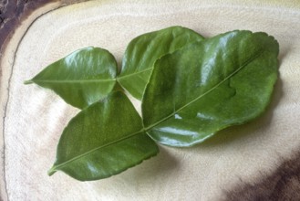 Kaffir lemon leaves on teak, spice for Thai curries