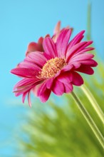 Gerbera hybrid