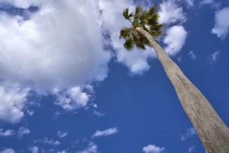 Washingtonia high Palm tree under a blue sky