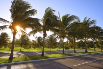 Cancun Mexico Kukulcan boulevard palm trees at Hotel Zone in Mexico
