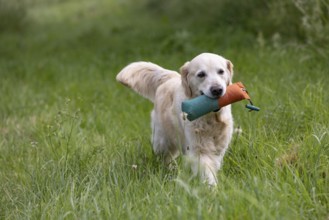 Beautiful Golden Retriever dog runs with a dummy in its mouth