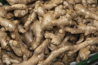 Ginger (Zingiber officinale), Kempten, Allgäu, Bavaria, Germany, Europe