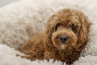 Cavapoo dog in his bed, mixed -breed of Cavalier King Charles Spaniel and Poodle
