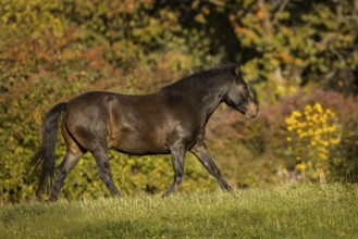 Huzule pony on the pasture in autumn, Austria, Europe