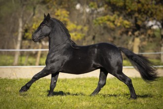 Friesian stallion in the pasture in autumn