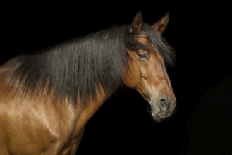 Brown Andalusian gelding in portrait in front of black background, Germany, Europe