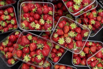 Baskets full of fresh delicious red healthy strawberries from a fruit market Fresh red Strawberry