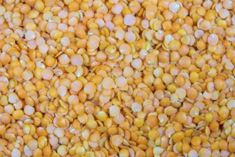 Background Abstract Texture of Red (Orange) Lentils
