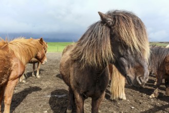 Portrait of brown Icelandic pony with long mane, North Iceland