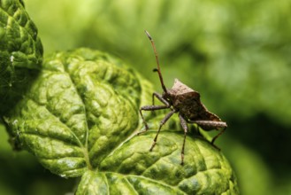 A view of a leather bug on a flower