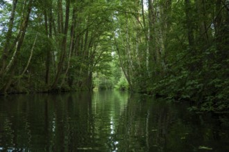 Travelling by kayak in the Lower Spreewald 4