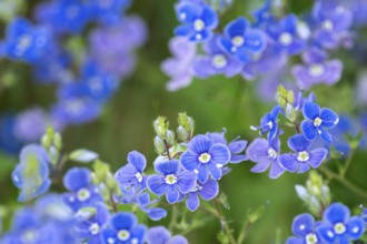 Veronica chamaedrys, blue blossoms in spring