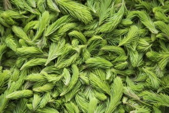 Fresh green spruce shoots. Young shoots of spruce trees in the spring. Nature green background