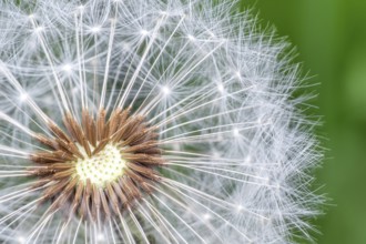 Dandelion seeds on green background