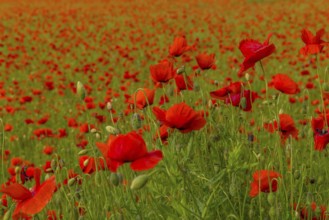 Poppy field with skyline, Frankfurt, Hesse, Germany, Europe