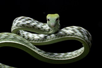 Close up photo of Asian vine snake in black background