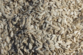 Pumpkin seeds. Background of pumpkin seeds. A lot of seeds