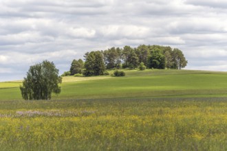 Nature reserve of Rotenbach meadows in High Black Forest. Friedenweiler, Baden-Wurttemberg,