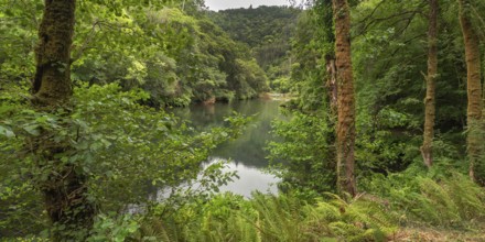 Fragas do Eume Natural Park, Pontedeume, La Coruña, Galicia, Spain, Europe