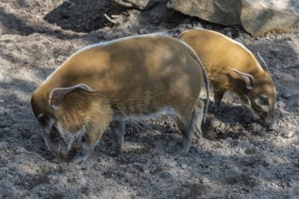 Red River Hog (Potamochoerus porcus) looking for food