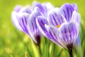 Beautiful springflower crocus in the garden