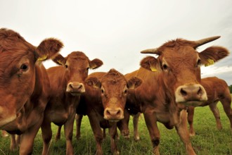 Black Forest cattle