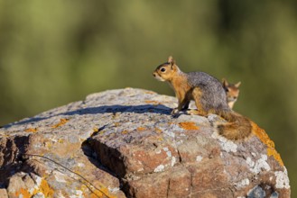 Caucasian squirrel, (Sciurus anomalus), animal, animals, mammal, mammals, biotope, habitat,