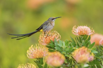 Cape sugarbird (Promerops cafer), Harold Porter National Botanical Gardens, Betty's Bay, Western