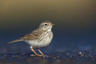 Canary Island pipit, (Anthus bertheloti) Songbird, family of stilts and pipits, Fuerteventura,