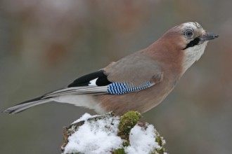 Jay, European Jay, Jay, eurasian jay (Garrulus glandarius), Geai des chênes, Arrendajo Común,