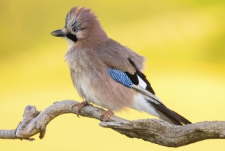 Jay, European Jay, Jay, eurasian jay (Garrulus glandarius), Geai des chênes, Arrendajo Común,