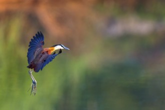 Blue-fronted Jacanas, (Actophilornis africana), Actophilornis africanus