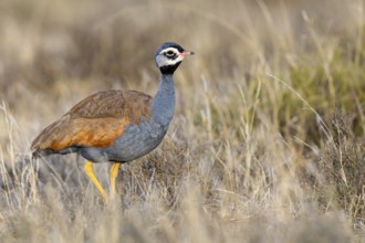 Blue bustard, (Eupodotis caerulescen), Blue Bustard, Blue Korhaan, Outarde plombée, Sisón azulado