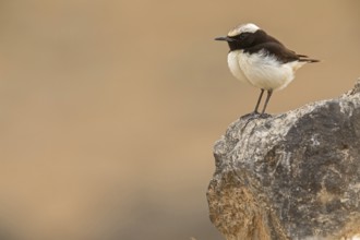 Arabian Wheatear, (Oenanthe lugentoide, Middle East, Oman, male, Jabal Samhan, Salalah, Dhofar,