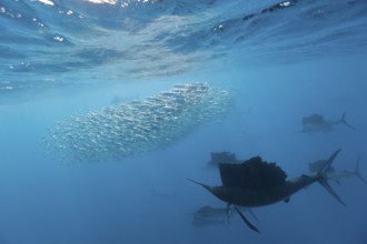 Atlantic sailfish hunting sardines, Istiophorus albicans, Isla Mujeres, Yucatan Peninsula,