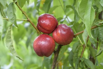 Nectarine (Prunus persica 'Big Bang'), Baum- und Rebschule Schreiber KG, Poysdorf, Lower Austria,