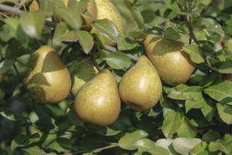 Pear (Pyrus communis 'Général Leclerc'), Bundessortenamt, testing centre Wurzen, Saxony, Germany,