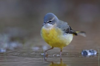Grey wagtail (Motacilla cinerea), Bergeronnette des ruisseaux, Lavandera Cascadeña, mountain