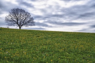 Meadow with dandelion flowers
