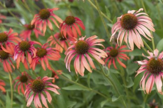 Red coneflower (Echinacea 'Tomato Soup'), Weihenstephan Gardens, Federal Republic of Germany