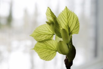 Linden tree leaf bud emerging and opening on neutral background