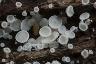White hair cup (Lachnum virgineum)