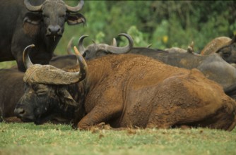 Cape buffalo (Syncerus caffer)